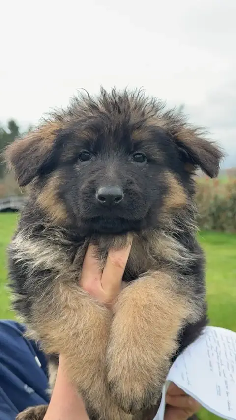 Berger Allemand  Chiot N°3 Vom Haus Novak