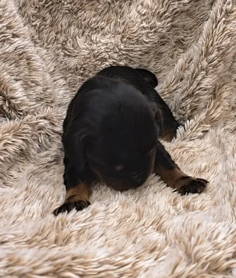 Cocker Spaniel Anglais  Bluey Of Mayajoe'S Dreams