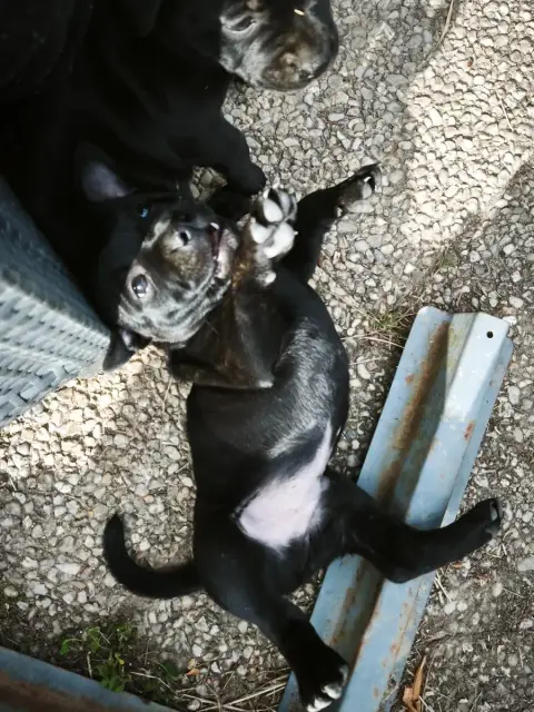 Staffordshire Bull Terrier  Chiot 4 The Diamond Famil 02463 photo 2