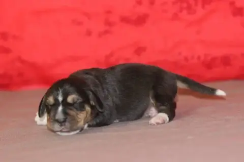 Beagle  Male 1 Des Diamants Verts