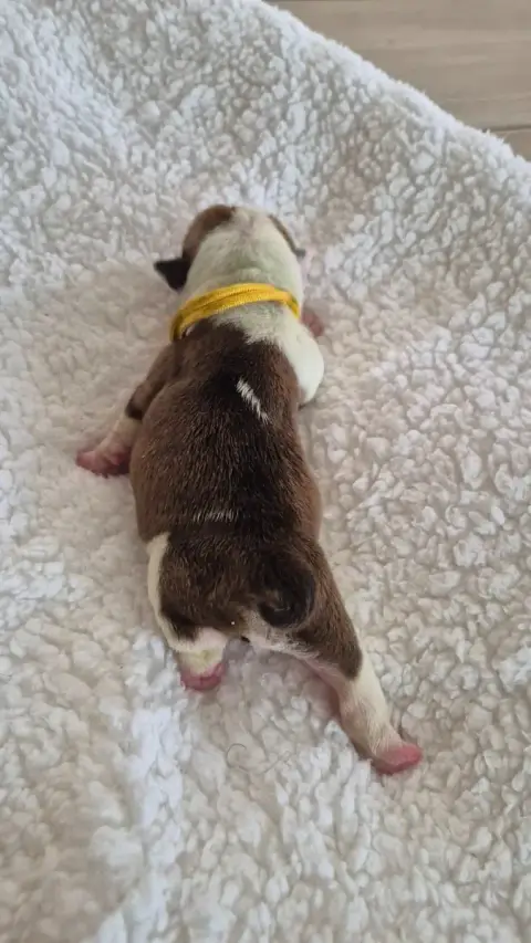 Bulldog Anglais  Banana Split D'Apadoka photo 2