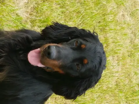 Setter Gordon  Chiot N°2 Du Domaine Du Grand Roc