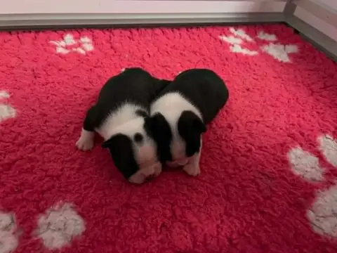 Boston Terrier
