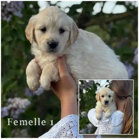 Golden Retriever  Femelle 1 Des Terres De L'Avesnois a96a2