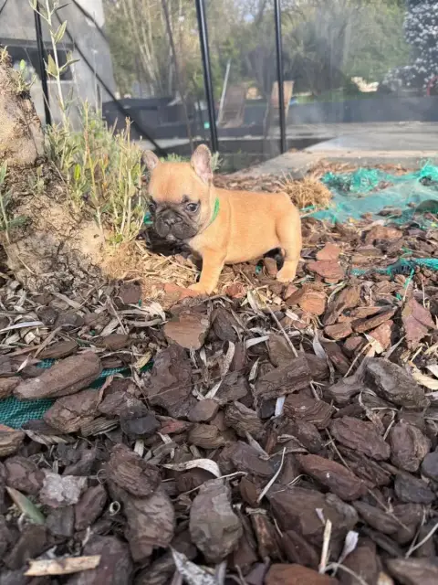 Bouledogue Français  Collier Vert Du Marais