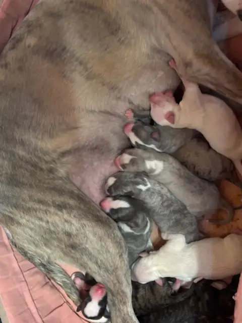 Whippet  Blinis Du Cèdre Enchanté photo 2