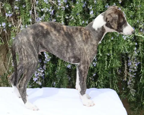 Whippet  Baian Ha Du De Enez Leñvenn photo 2