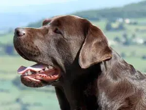 Labrador Retriever photo 2