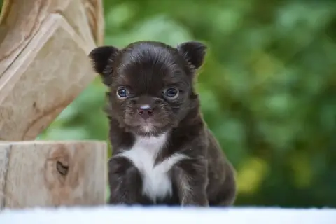 Chihuahua  Briciola Di Cacao Des Emeraudes De Nahusha aeb95