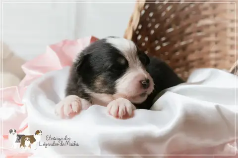 Berger Australien  Chiot N°8 Des Légendes De Maika photo 2