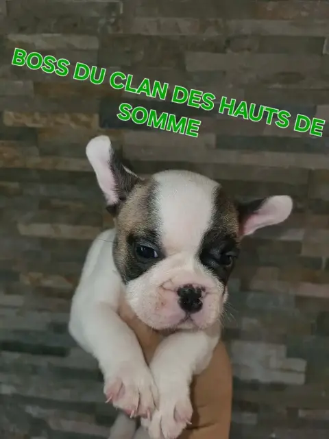 Bouledogue Français  Boss Du Clan Des Hauts De Somme 6788e