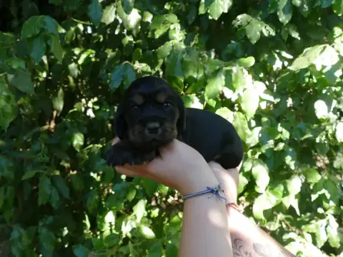 Cocker Spaniel Anglais photo 2