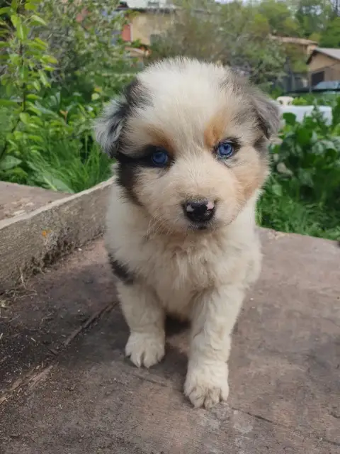 Berger Australien  Chiot N°7 Bleu Merle De La Campagn c35e8 photo 2