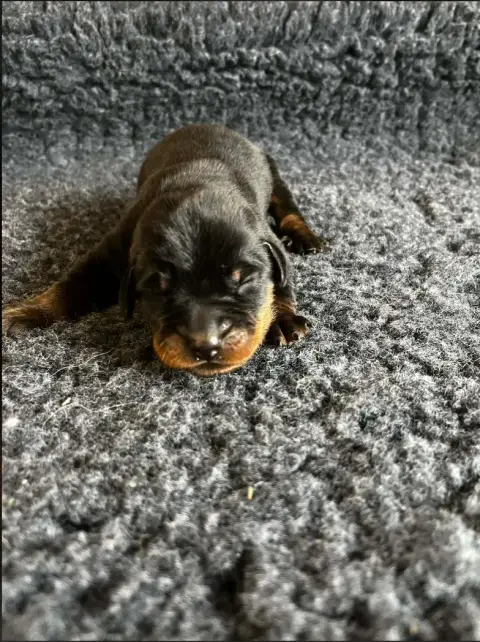 Berger De Beauce  Chiot 4 Violet De La Plaine Des Eol 70457
