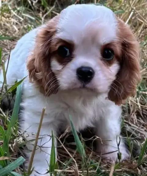 Cavalier King Charles Spaniel 
                       c21ec