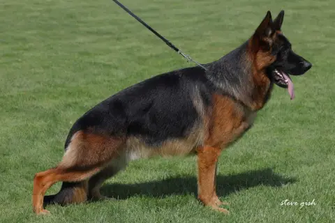 Berger Allemand  Balto photo 2