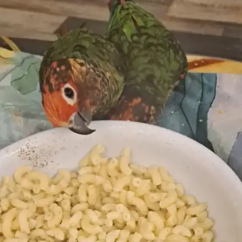 Couple De Conure Roseifron Eam