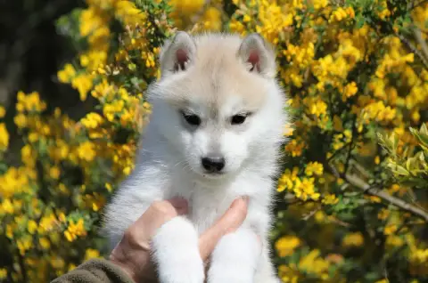 Siberian Husky photo 2