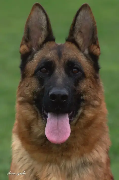 Berger Allemand  Chiot 4 Du Clos De La Chanson photo 3