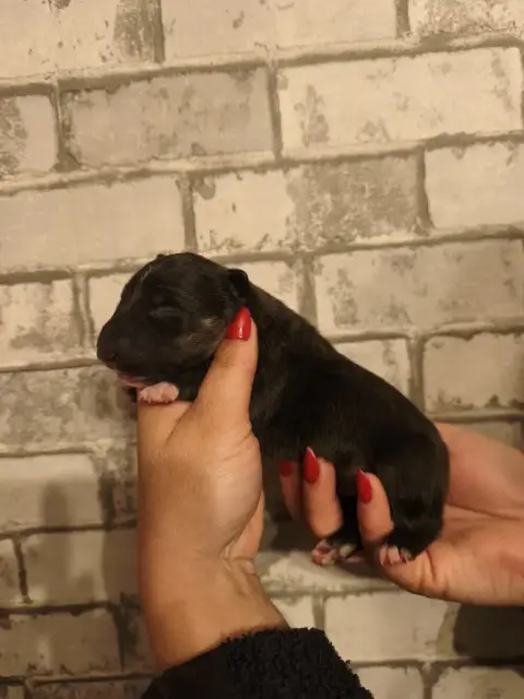 Bull Terrier Miniature  Chiot N°1 Of Secret'S Sources e4133