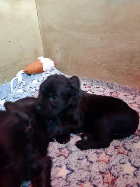 Schnauzer Miniature  Bevan Des Terres D'Iroise