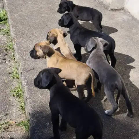 Chiot Type Cane Corso