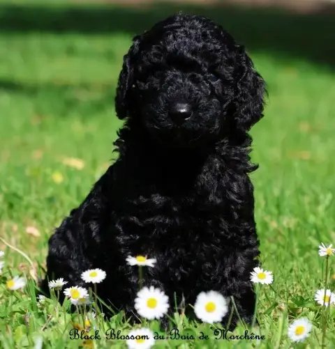 Caniche  Black Blossom Du Bois De Morchène