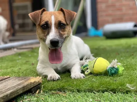 Jack Russell Terrier  Bastia Du Domaine Saint Martin 13862 photo 3