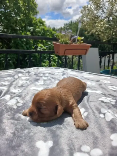 Cavalier King Charles Spaniel  Chiot N°1 Des Merveill beded