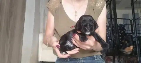 Cocker Spaniel Anglais  Collier Rouge Of Kim And Co 8807d