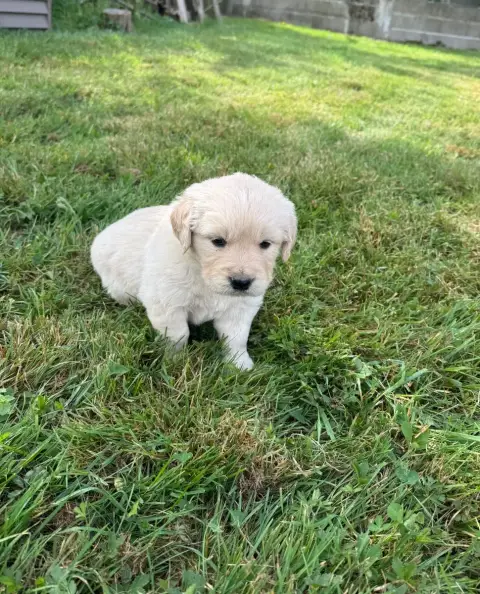 Golden Retriever  B...Collier Jaune Des Gardiennes De 91e7d photo 2