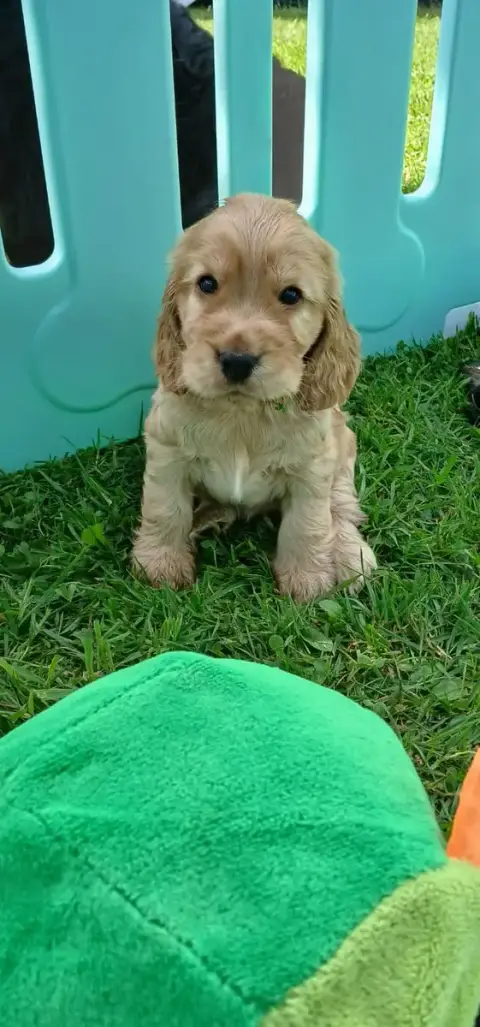 Cocker Spaniel Anglais  B....... Des Charmes De Verza 154de