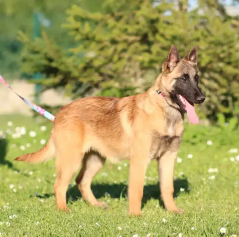 Berger Belge  Alessia Des Gardiens De La Cigogne