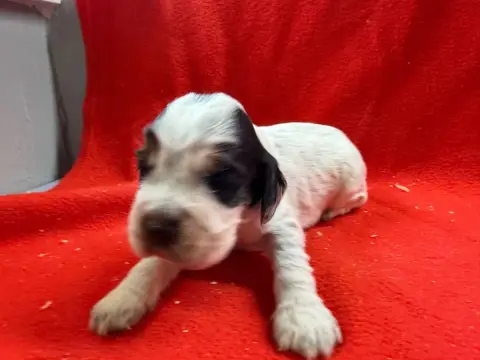 Cocker Spaniel Anglais  Chiot N°4 Du Moulin De Madjur 91088