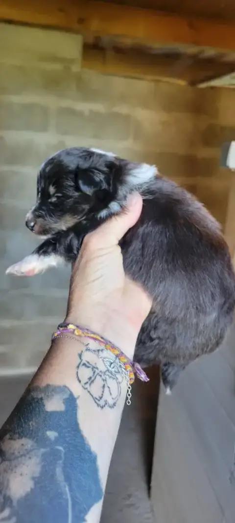 Shetland Sheepdog  B.... Des Molosses De Timoulys photo 3