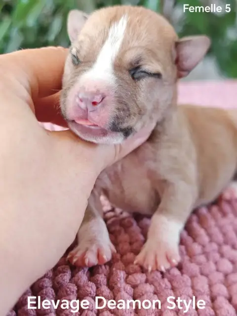 American Staffordshire Terrier photo 3