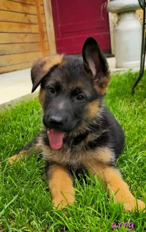 Berger Allemand  Balto Du Haut Atlas photo 2