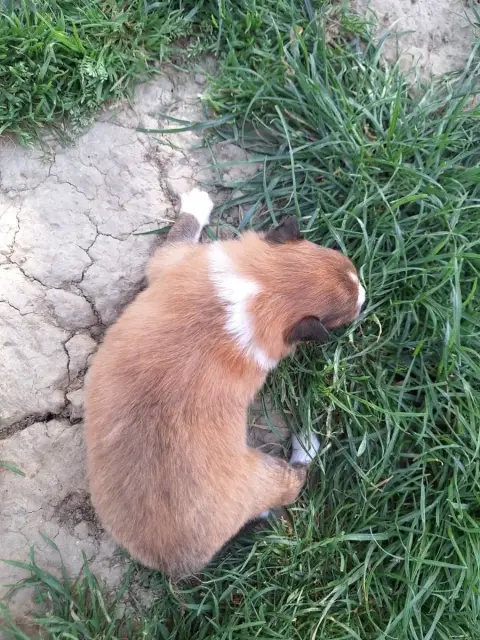 Shetland Sheepdog  Bill photo 2