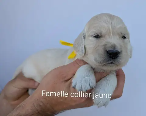 Golden Retriever photo 2
