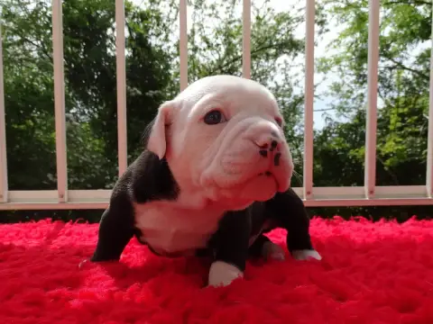 Bulldog Continental  Black Jack Du Mont De L'Aigle photo 3