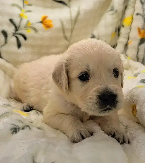Golden Retriever  Boulette photo 3