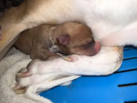 Whippet  Chiot 1 Du Haras Eclair Horside'Whip