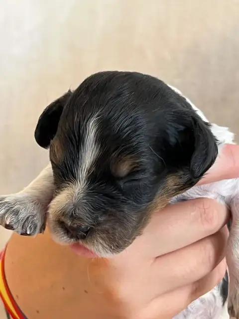 Epagneul Breton  Chiot N°4 De Torlhak