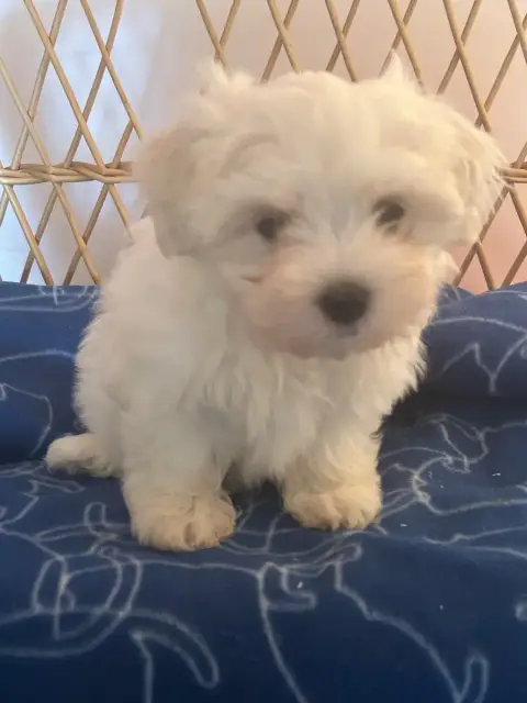Bichon Maltais  Bamby Du Hameau De Roxane