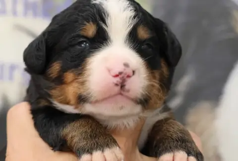 Bouvier Bernois  Chiot N°1 De La Cathedrale Des Ours 63efb