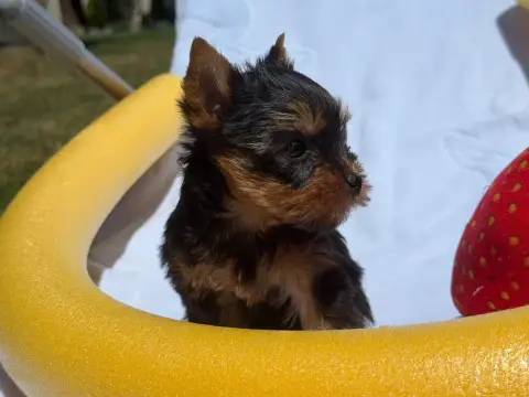 Yorkshire Terrier  Chiot N°2 Du Moulin De Madjurie photo 2