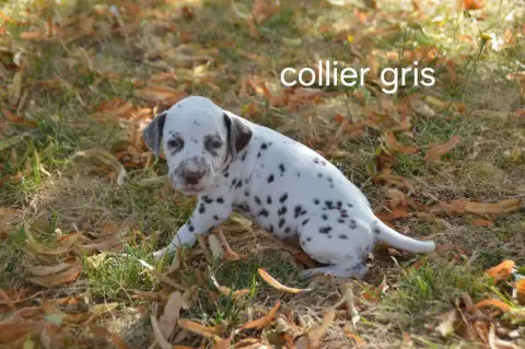 Dalmatien  Collier Gris Des Hauts Templiers