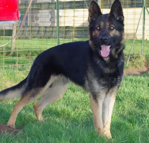 Berger Allemand  Chiot 3 Des Crocs De Heurtevent photo 2