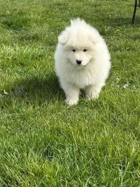 Samoyède  Chiot 7 Domaine De Youtyha