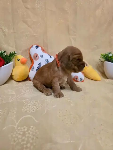 Cocker Spaniel Anglais 
                        B.... 134b0 photo 2